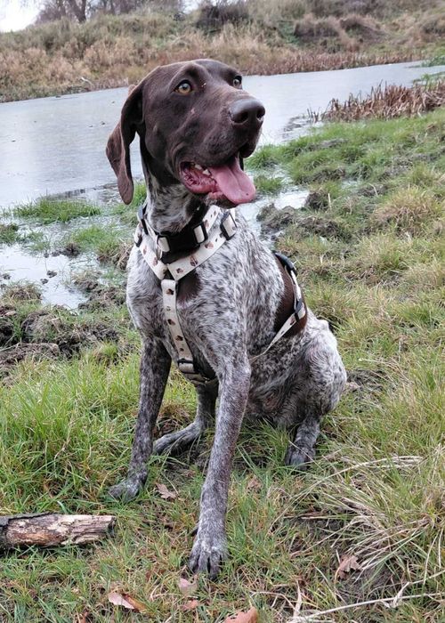 Oddam sunie wyżeł niemiecki krótkowłosy