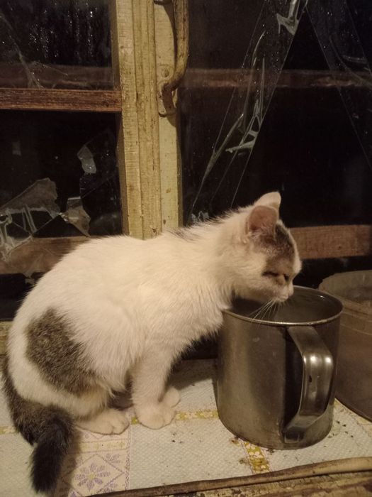 Киця Нюся 4 міс+безкоштовна стерилізація