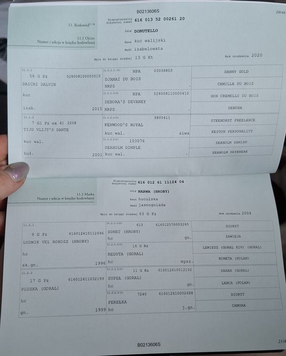 Klaczka Nutella po Donutello od Narwa