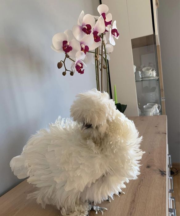 Dostepne 30  Jajka lęgowe silki usa piękne puchate kury silka