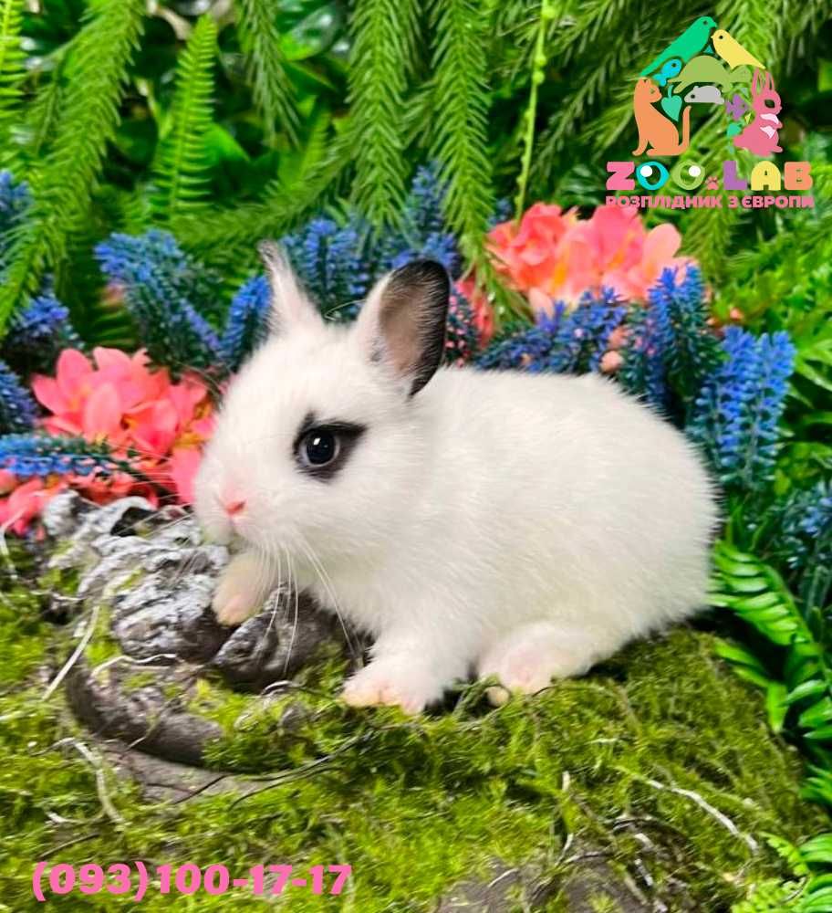 Міні Карлик з родослівною, Нідерландський кролик