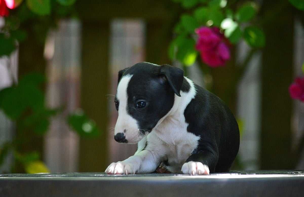 Whippet piesek hodowla FCI