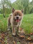 Akita Inu czerwona sunia