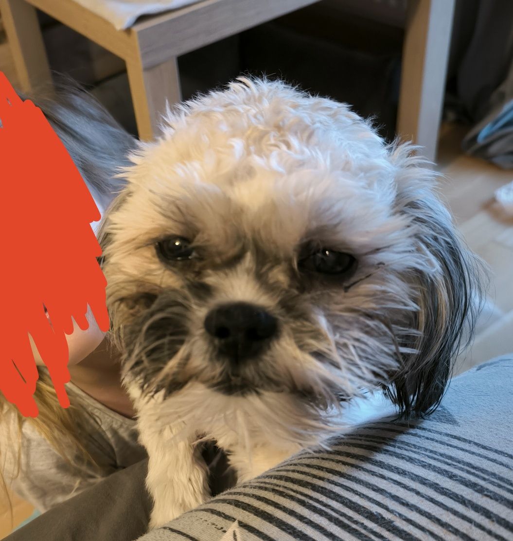 Zaginął Shih Tzu