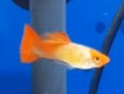 Guppys de linhagem
