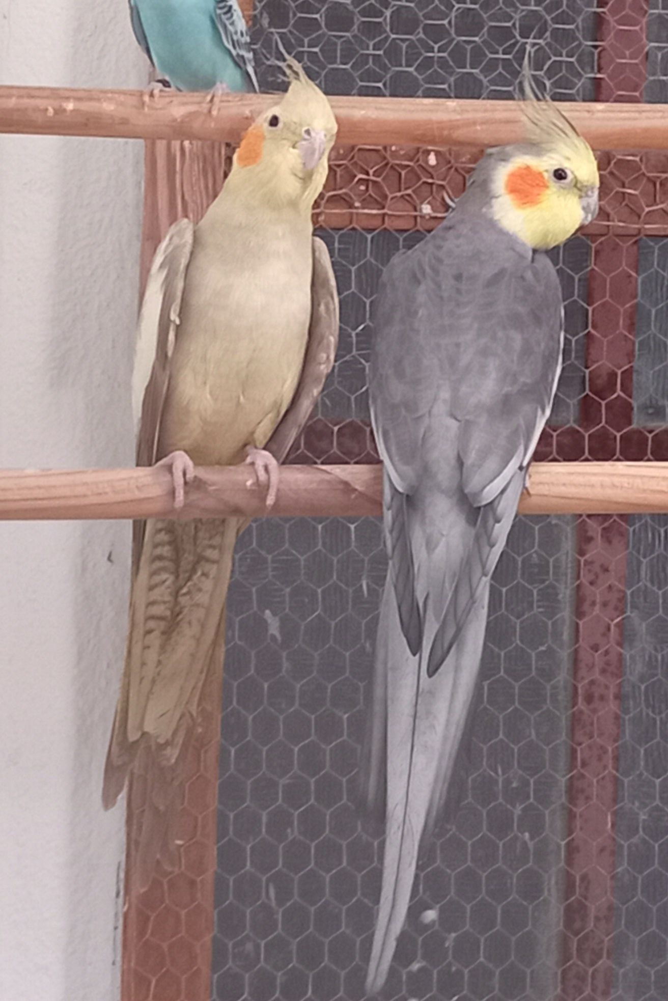 Casal de caturras mais gaiola