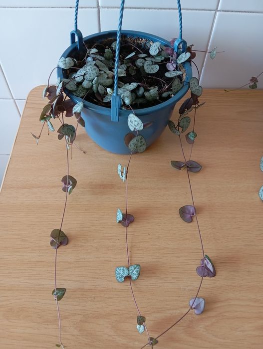 Planta coração emaranhado