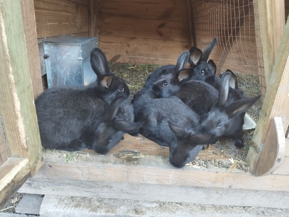 Króliki kalifornijskie czarne