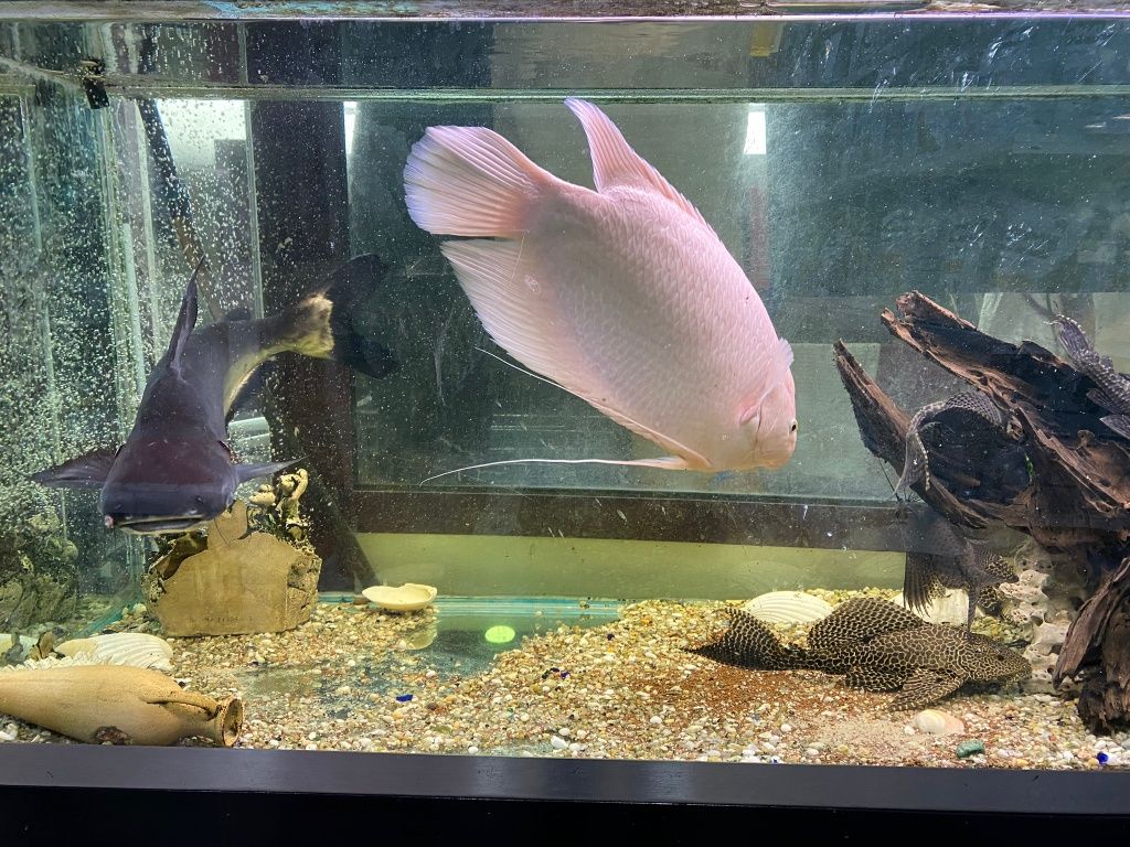 Peixes gigantes lindos