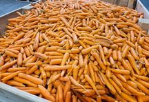 Marchew odsort / odpadowa czysta + dobra jakość minimum 15-25ton