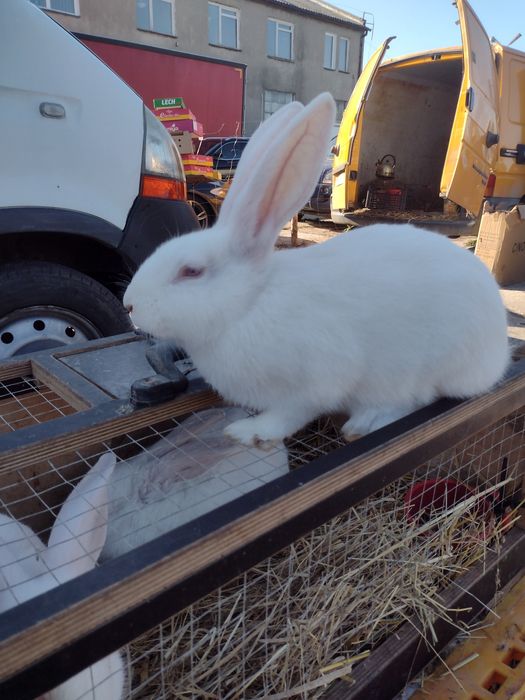 królik termodzki biały