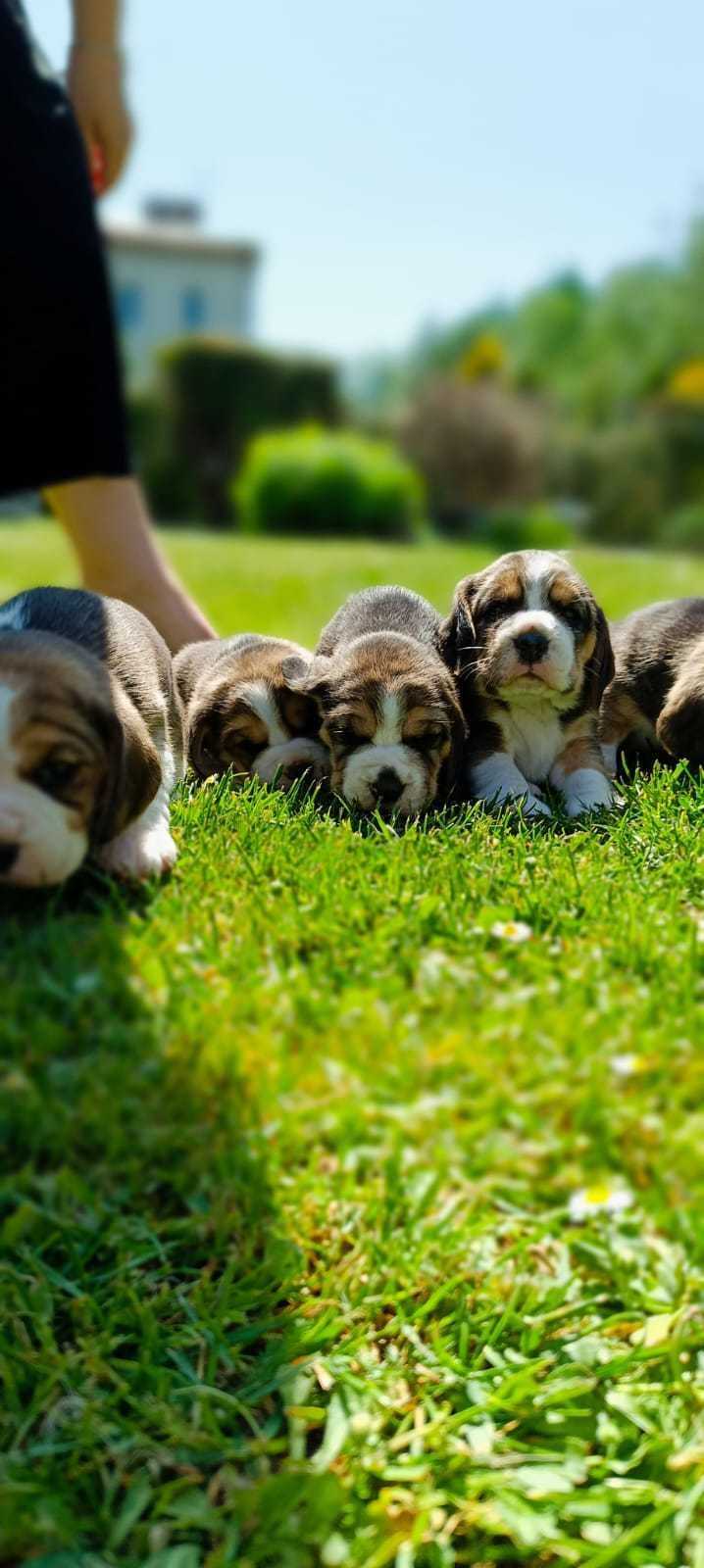 Beagle tricolor ZKwP (FCI)