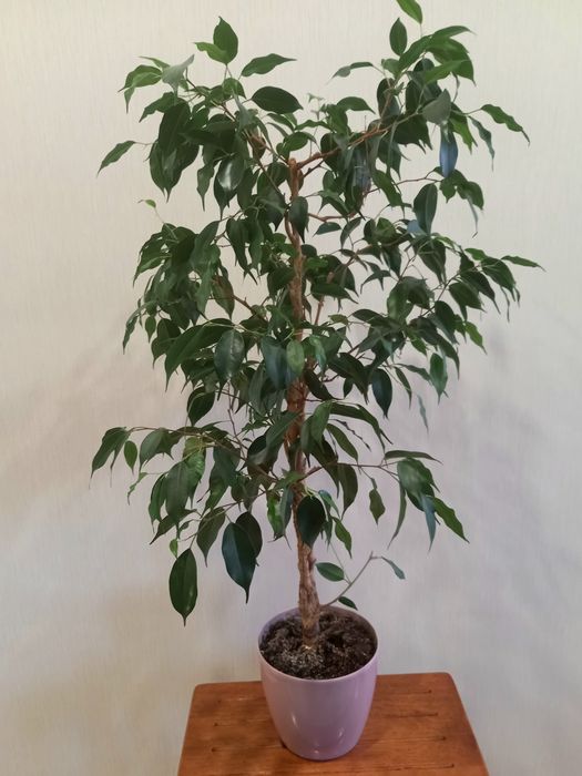 Два фікуси  Кінкі варіегатний і Данієль зел. дорослі,самовивіз Київ