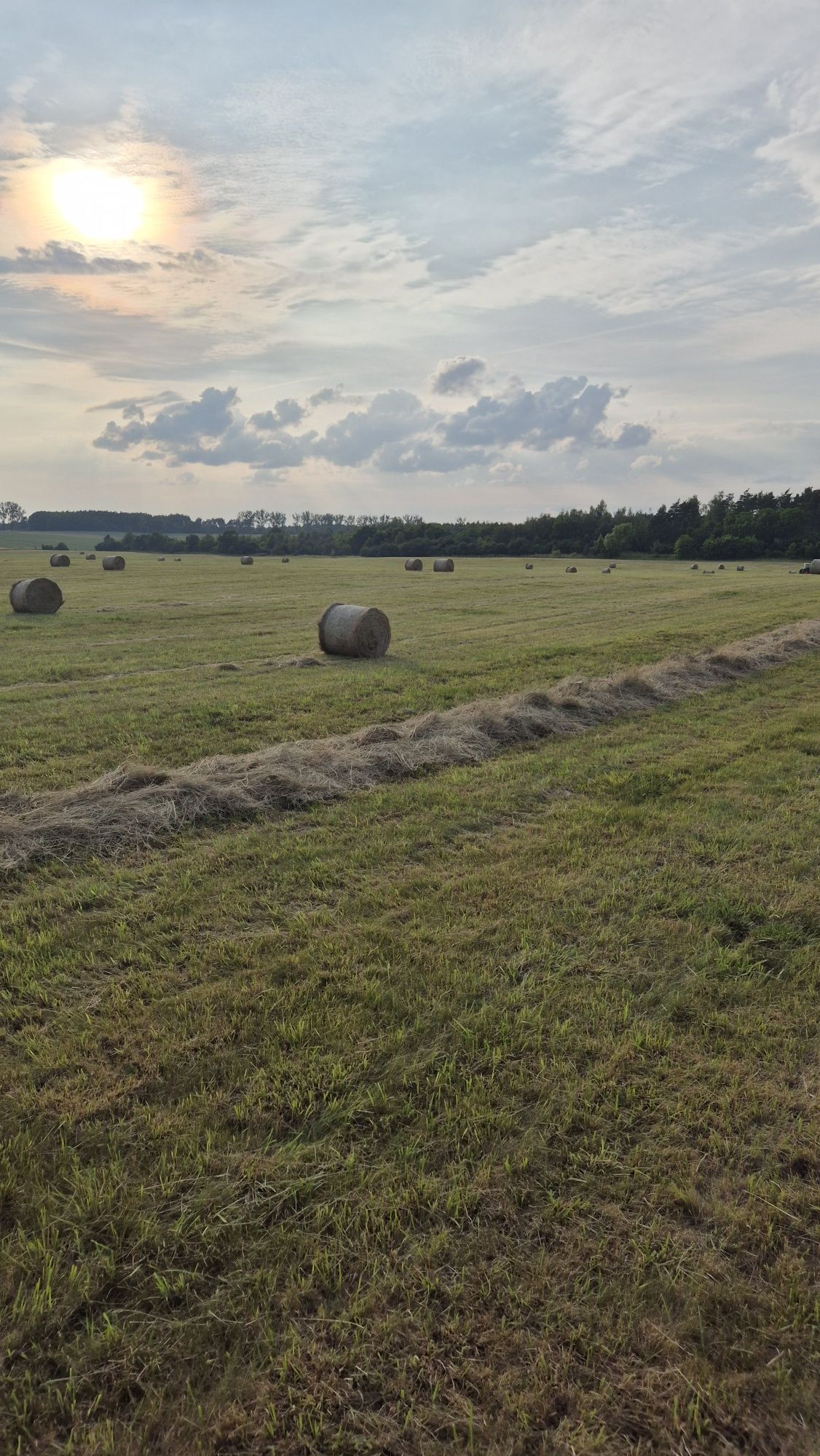 Siano dla Koni i bydła pierwszy pokos 2025