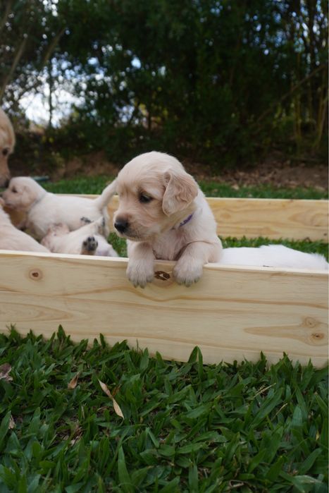Golden Retriever