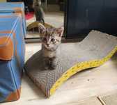 Kociaki do adopcji