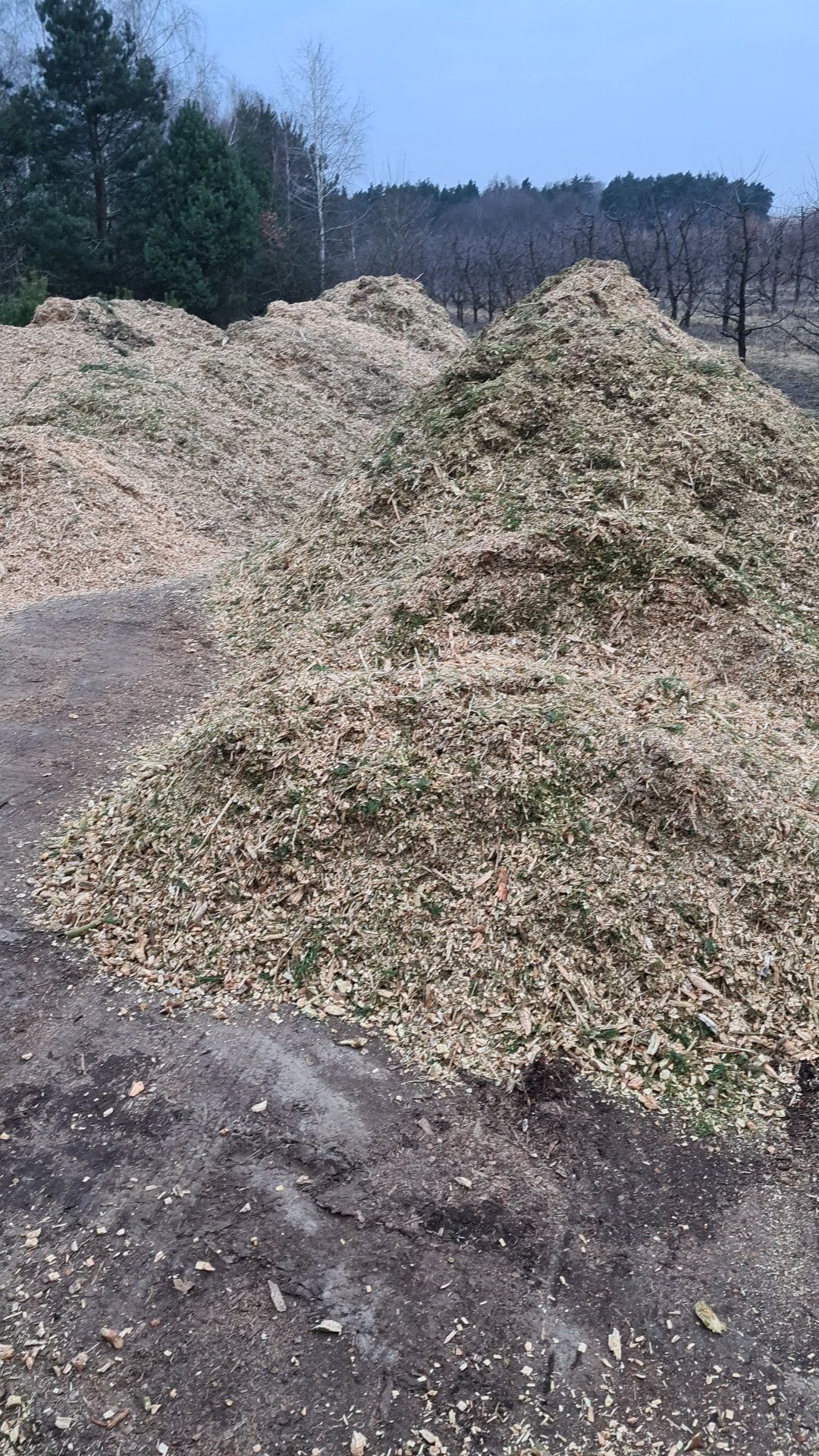 Sprzedam Trocine ,Zrebke Agro  , leśna iglasta pod borowke , Elektroci