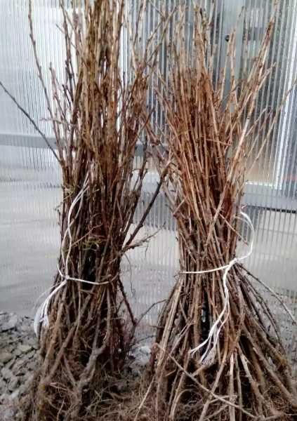 Agrest1 Sadzonki agrestu!Duże ładne sadzonki!Agrest zielony i czerwony