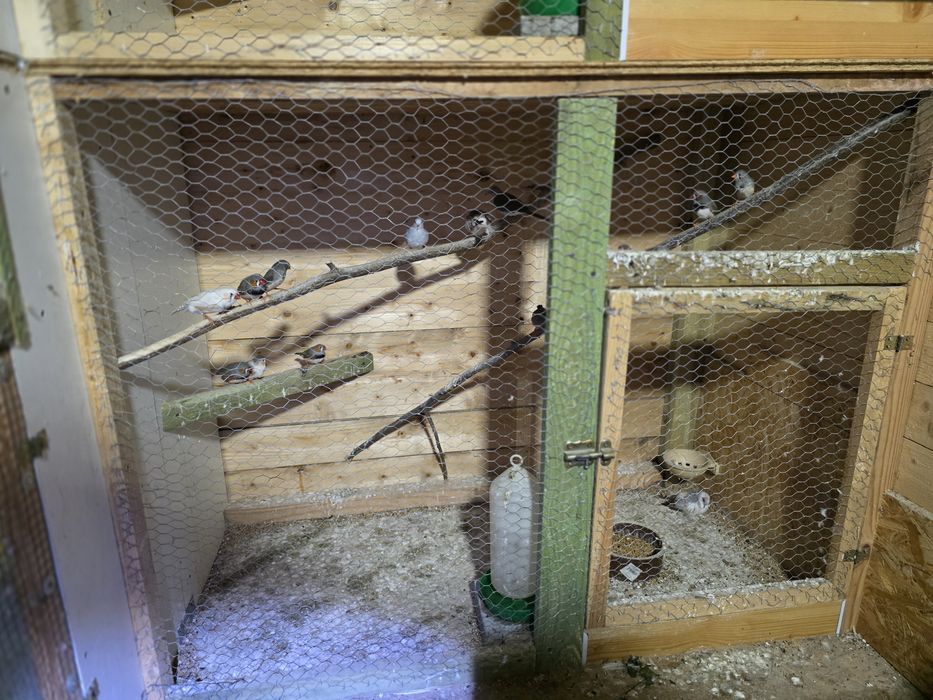 Zeberki, gołąbki diamentowe, likwidacja