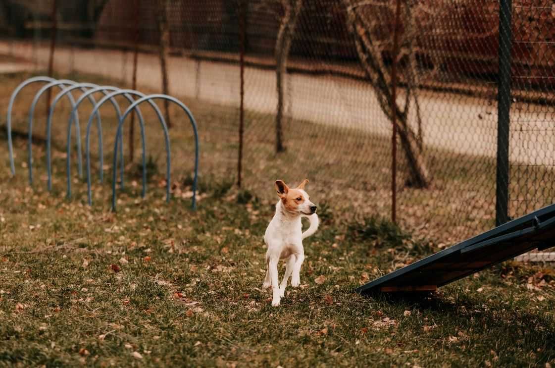 Diesel - uroczy psiak w typie Jack Russell Terriera szuka domu!!!