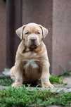Mocny Samiec Fawn 8 tygodni Bullies Minds