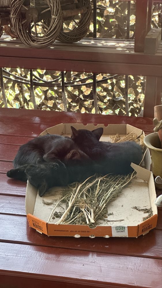Віддамо кошенят