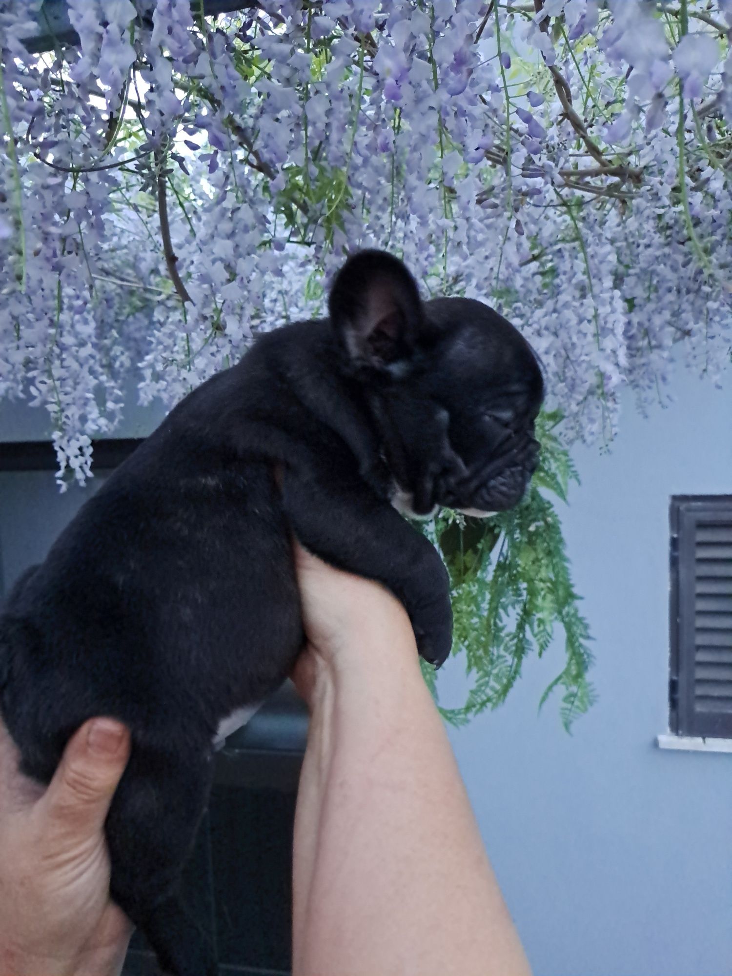 Buldogue francês
