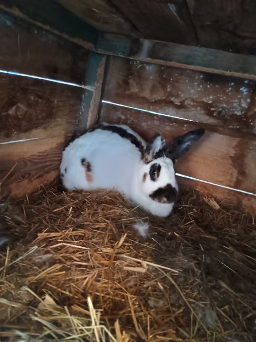 Sprzedam królika rasy rańskiej 3 barwy z rodowodami