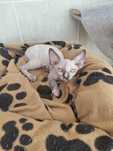 Gatinha Sphynx Canadian