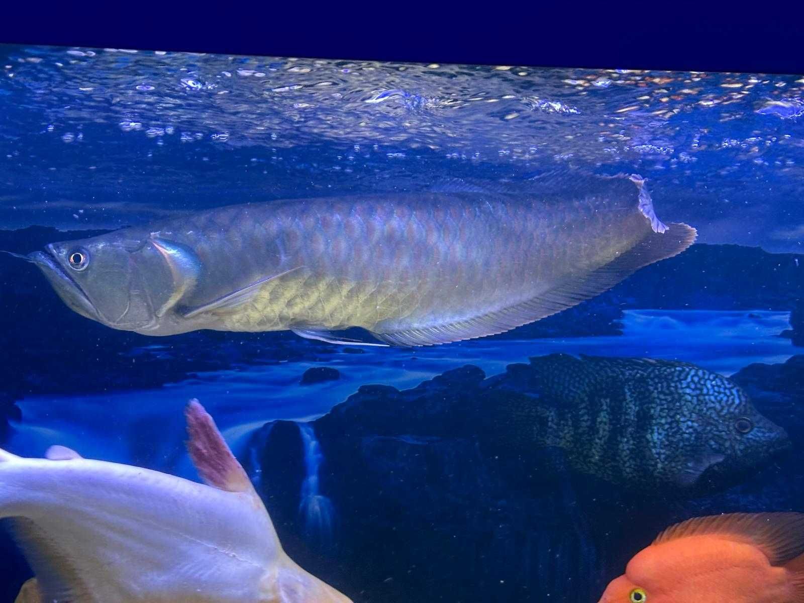 Arowana Silver (Osteoglossum bicirrhosum)
