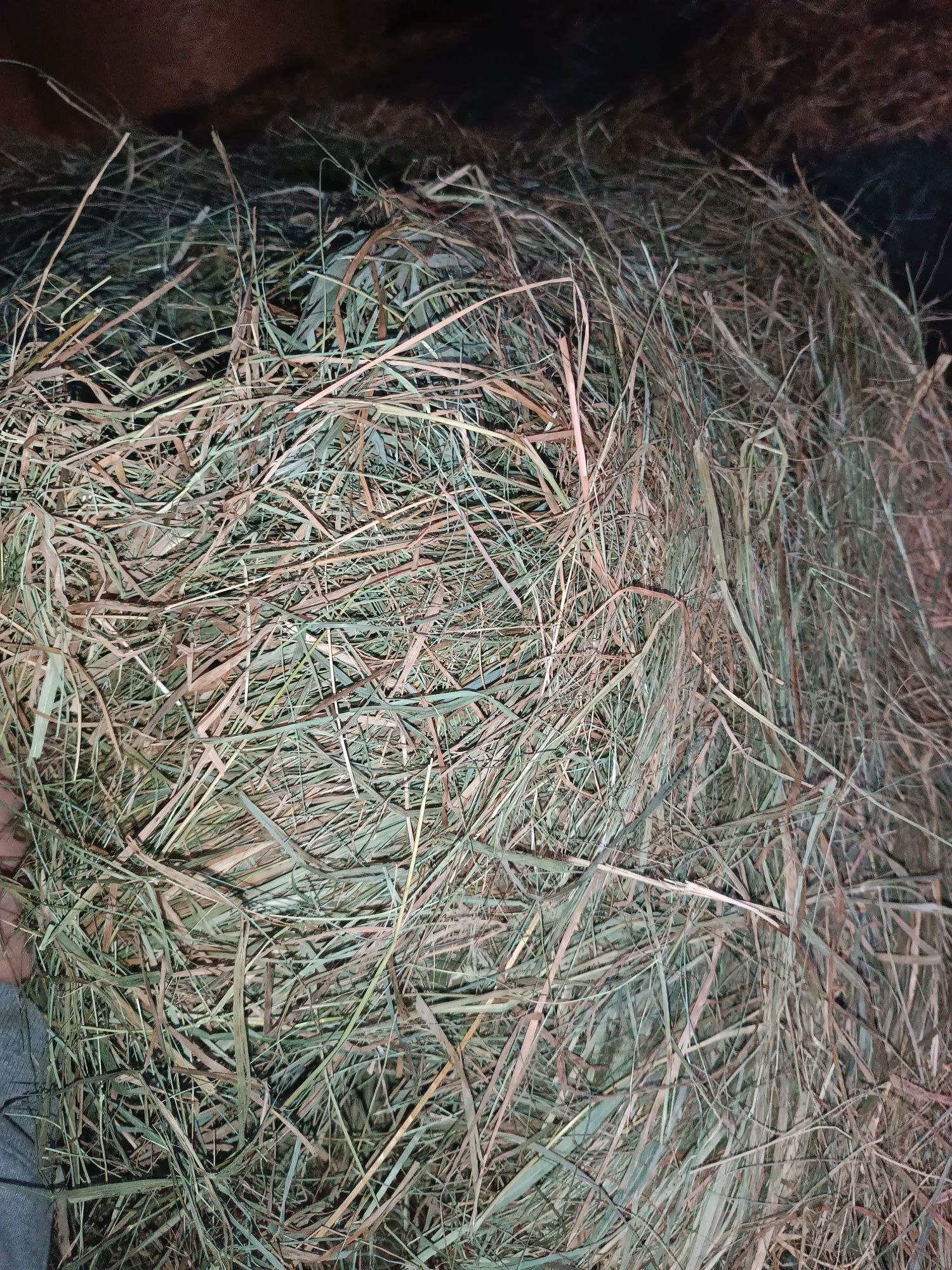 Sprzedam siano zielone bezdeszczowe drugi pokos