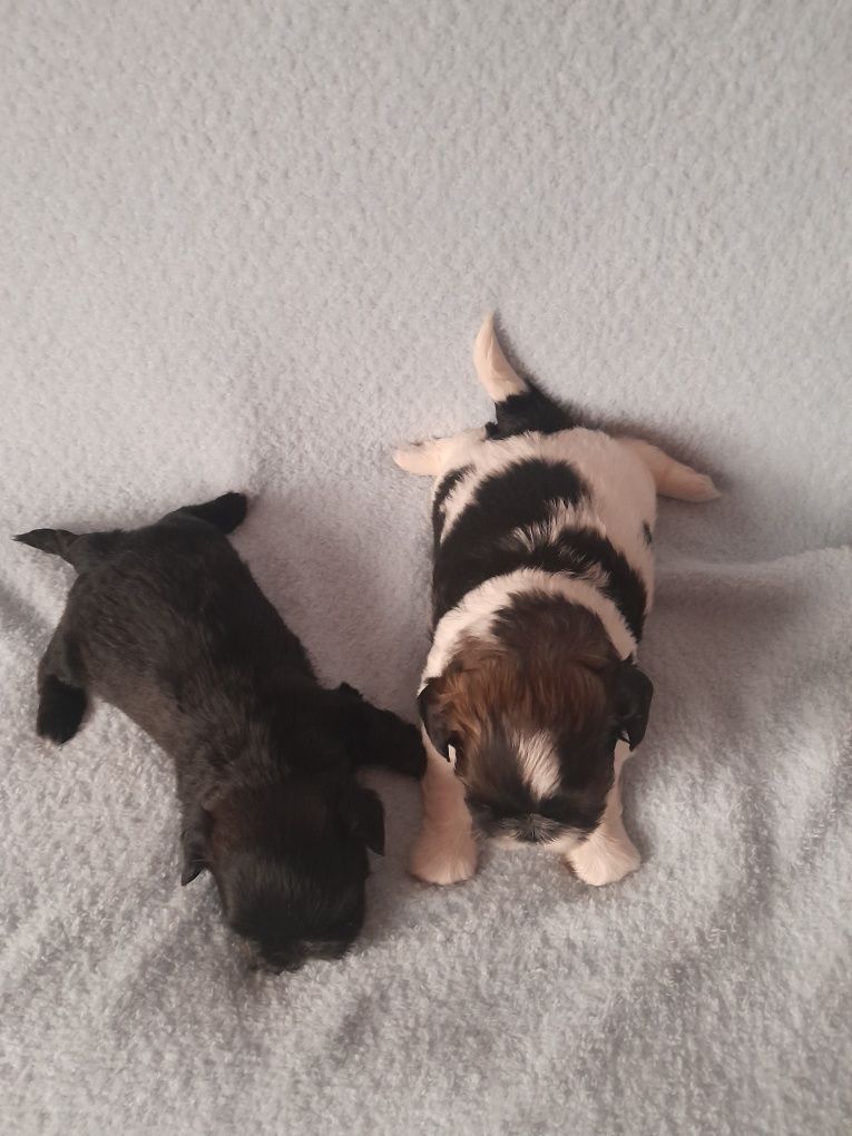 SHIH  TZU piesek