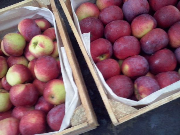 jabłka smaczne zdrowe prosto z sadu tylko zrywane