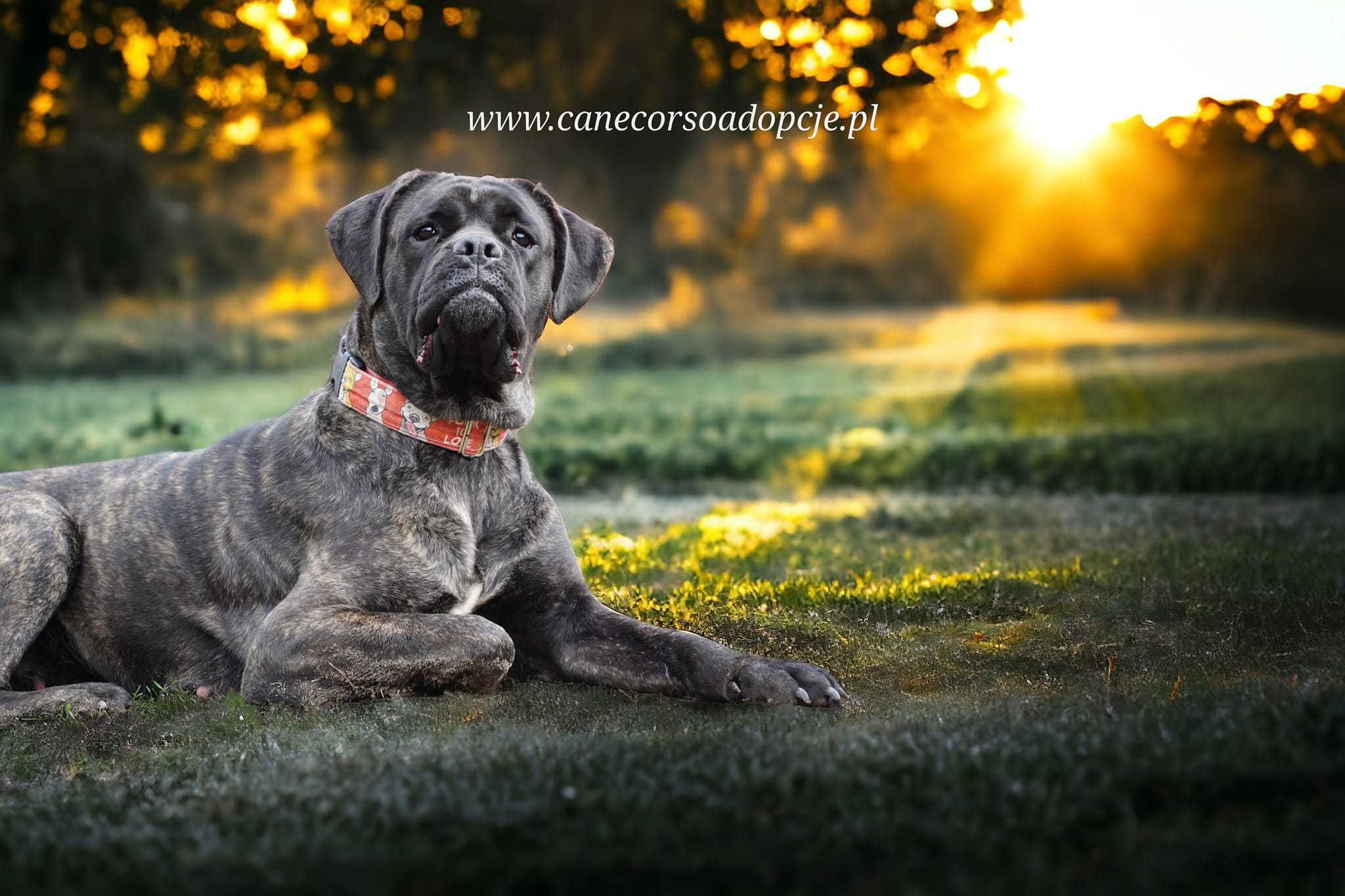 Gojunia w typie cane corso do adopcji.