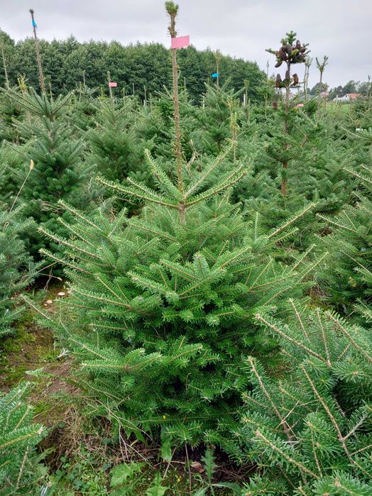 Jodła koreańska,  Kaukazka ,Frazera