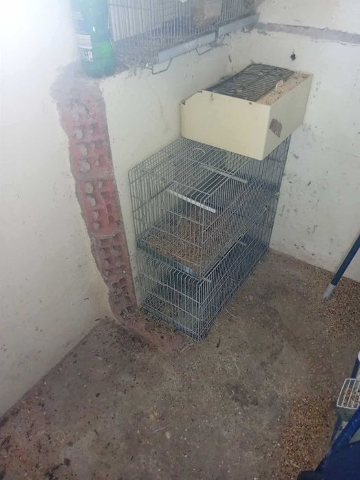 6 canarios com gaiolas ..