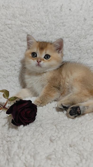 Шотландская золотая шиншилла прямоухие вислоухие мальчик девочка