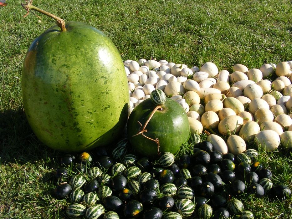 Tykwa, Calabash. Jajka na ozdoby świąteczne . Promocja .Zapraszamy !!!