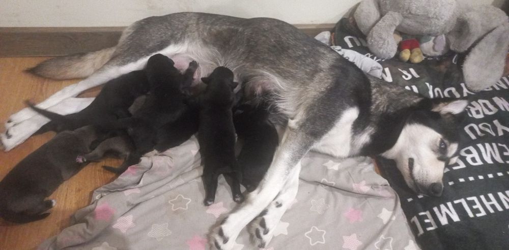 Zostały dwa pieski do oddania