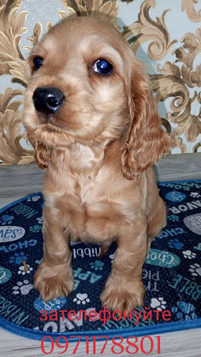 Два щеплення Нобівак ЧГППІ, англійський кокер-спанієль