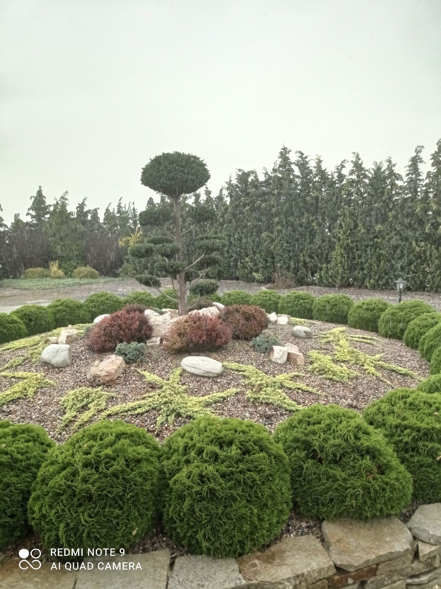 Drzewka formowane bonsai