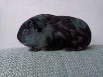 Cavia domowa swinka morska samiec samczyk caly czarny