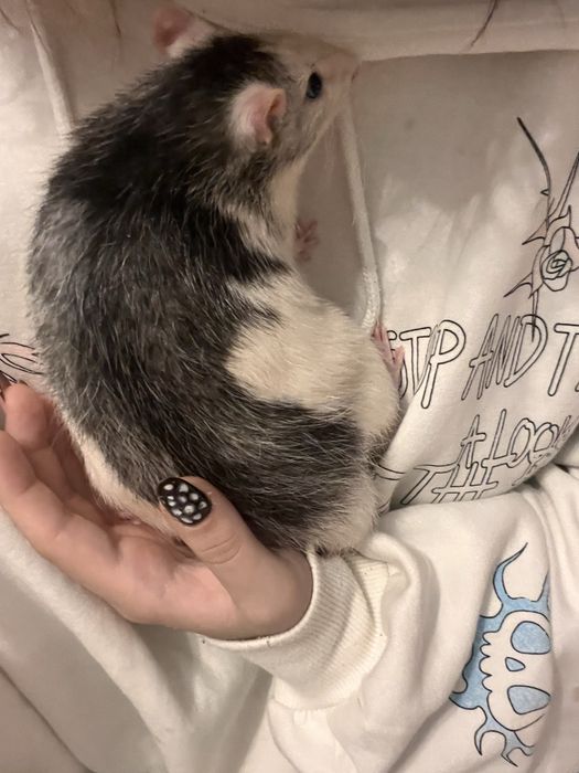 Oddam szczyrki ( w kolorze krówki )