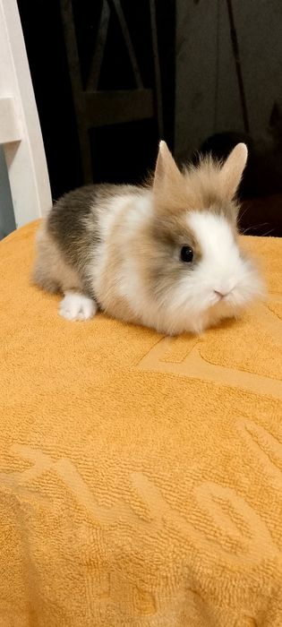 Króliczki miniaturki