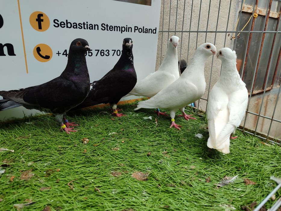 Gołębie. Antwerpskie. Orliki. Możliwy transport