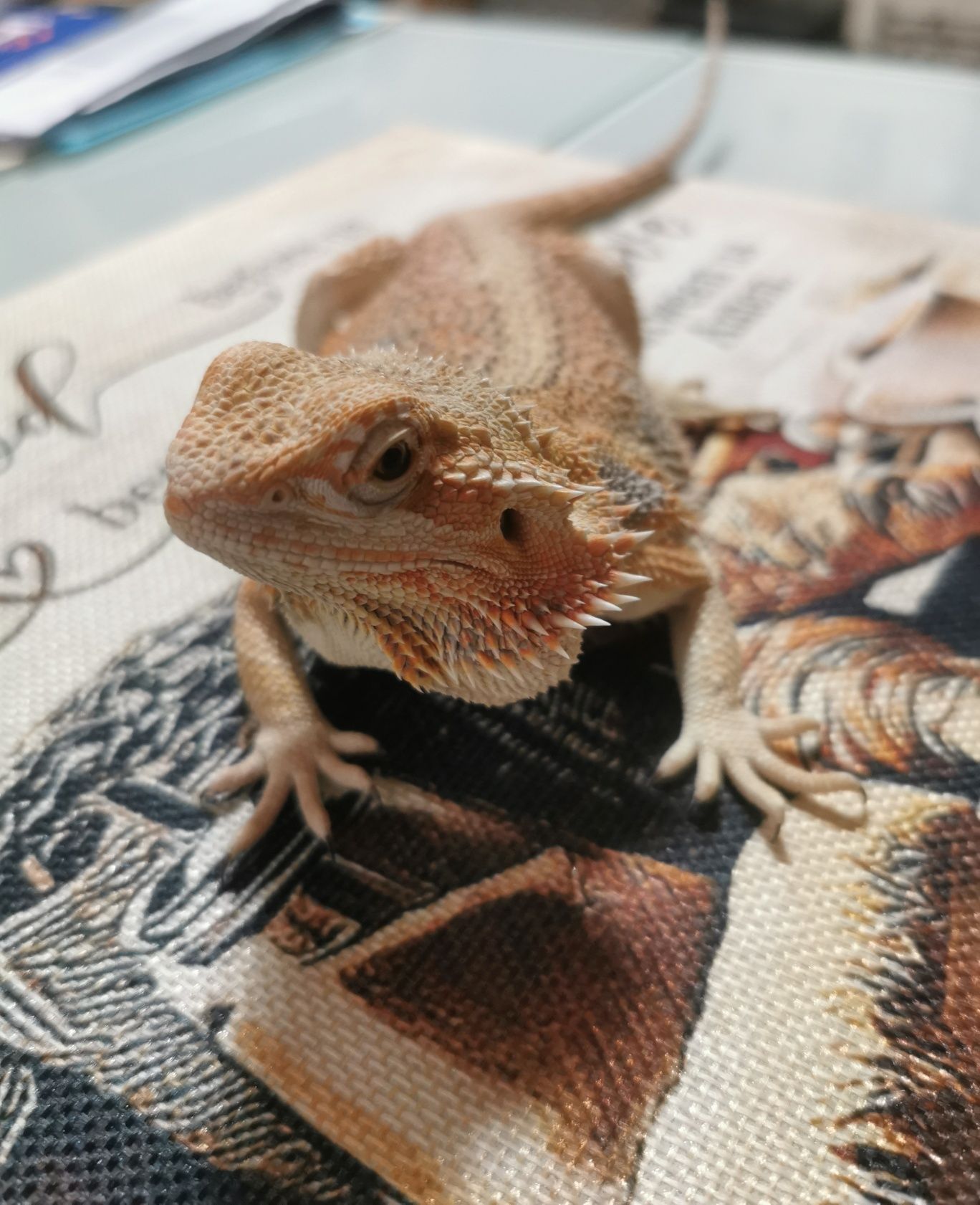 Agama brodata młoda