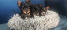 Oddam Piękne Yorkshire terrier