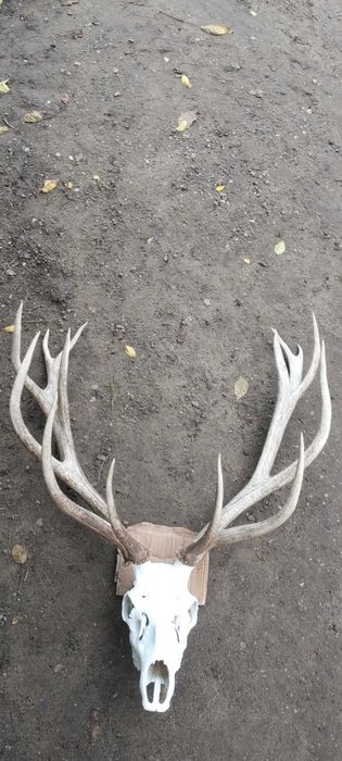 Piekny wieniec jelenia poroże trofeum rogi