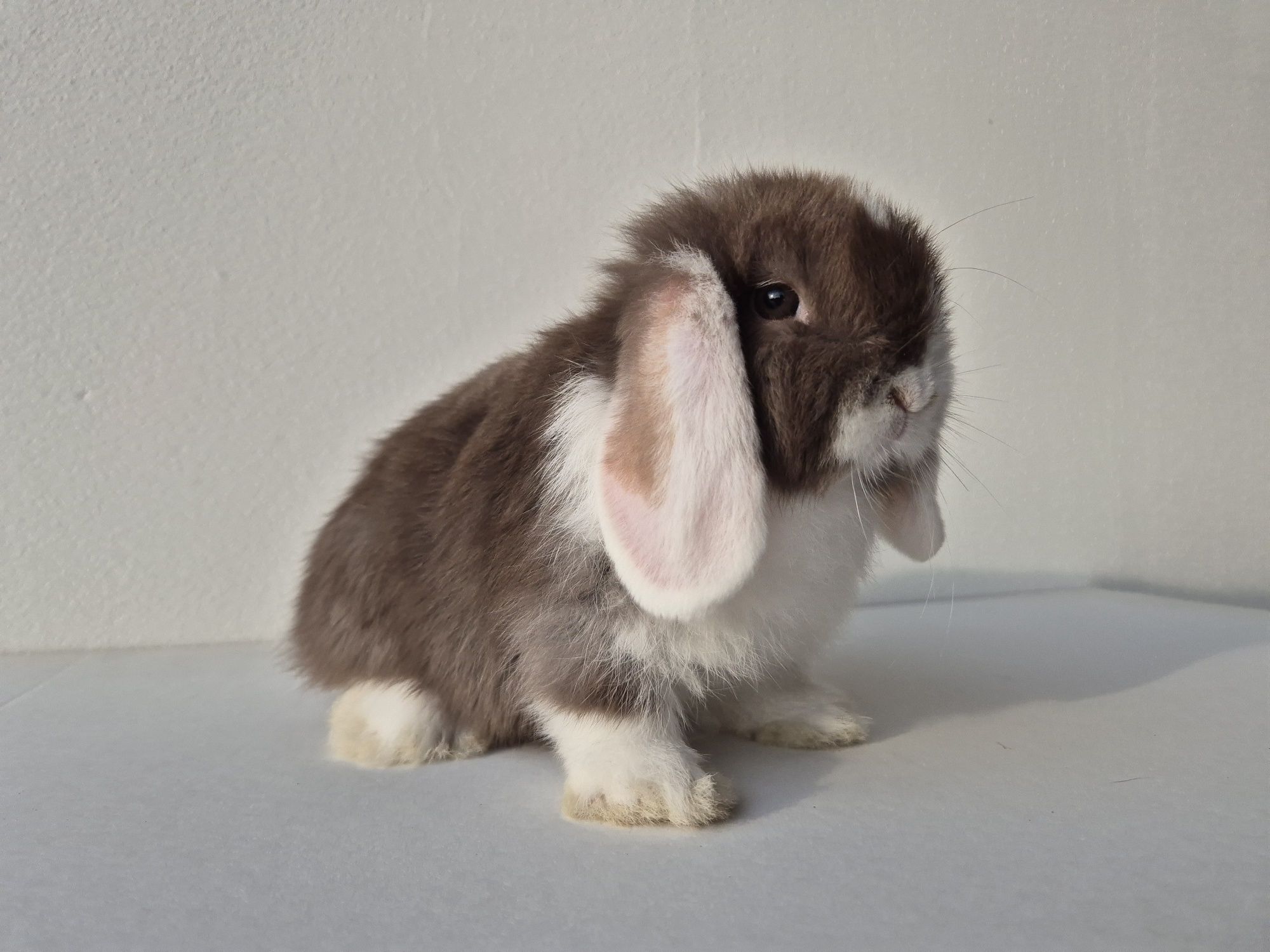 Króliki Mini -Lop
