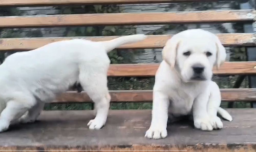 Цуценята розплідника Лабрадор Ретривер з документами